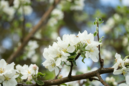 Branch of apple blossom in the garden at springの写真素材