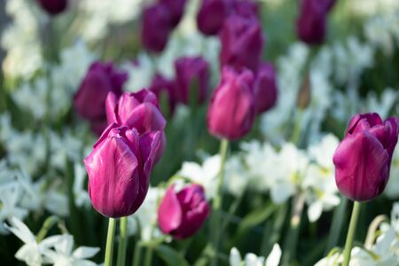 Colorful purple tulips and white narcissus in garden close upの写真素材