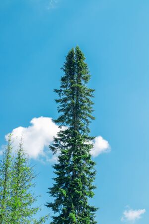 Tall forked spruce in the park at Saimaa canal in Lappeenranta, Finlandの写真素材
