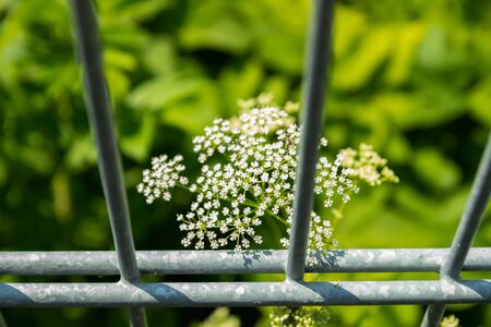 Tiny white cow parsley flowers behind the fence, selective focus with bokeh background. also known as wild chervil.の写真素材