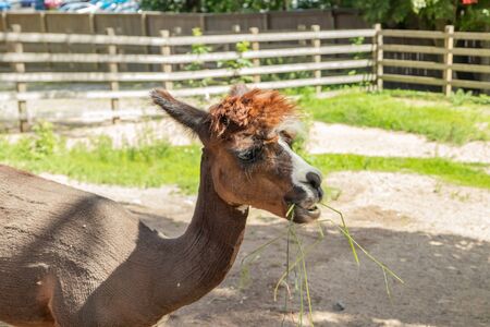 Brown alpaca in the zoo at summer.の写真素材