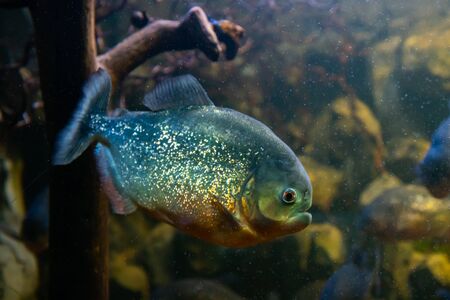 Red-bellied piranha, danger fish in the water
