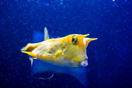 Longhorn cowfish, latin name Lactoria cornuta, also called the horned boxfish. Its primary habitat is coral reefs in lagoons, on reef flatsの写真素材