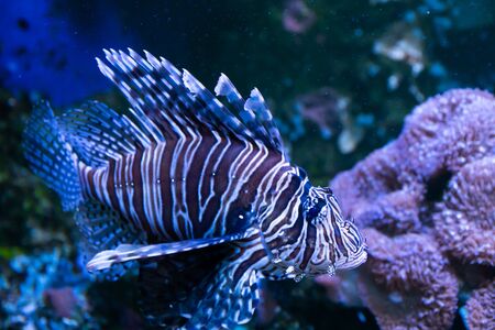 Lionfish. Wonderful and beautiful underwater world with corals and tropical fish.の写真素材