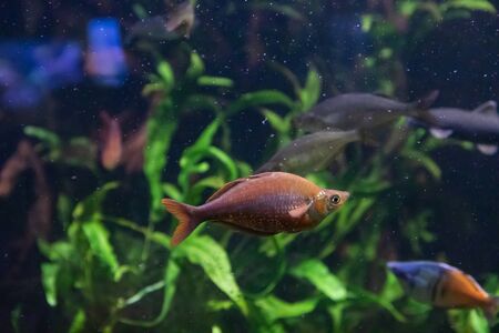Red rainbowfish or salmon-red rainbowfish underwaterの写真素材