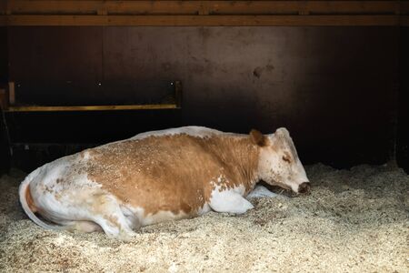 Cow lie on the floor of the barn at farmの写真素材