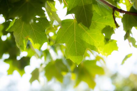 Green leaves on maple tree on sky background