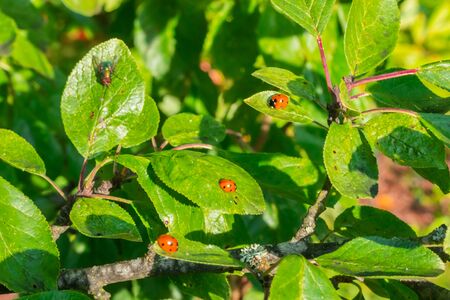 Red ladybugs and fly on a green leaves in the gardenの写真素材