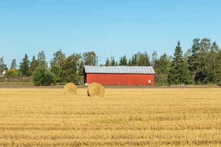 Rolls of hay bales in a field at farm.の写真素材