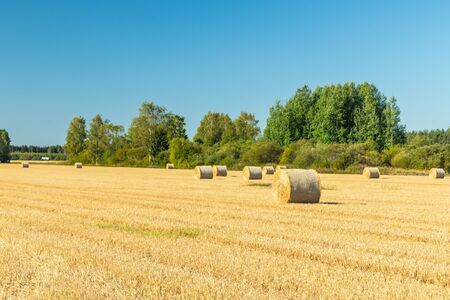 Rolls of hay bales in a field at farm.