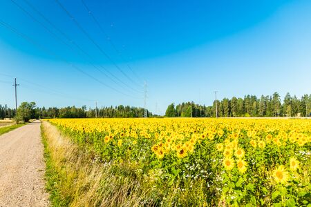 Field of blooming sunflowers on a background of blue skyの写真素材