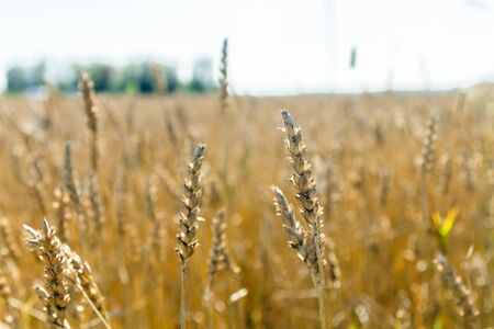 Wheat field on the farm at sunny autumn dayの写真素材