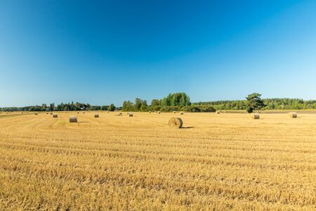 Rolls of hay bales in a field at farm.
