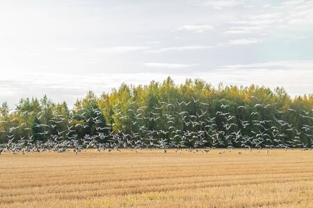 A big flock of barnacle gooses is flying above the field. Birds are preparing to migrate south.の写真素材