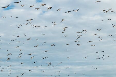 A big flock of barnacle gooses is flying in the sky. Birds are preparing to migrate south.の写真素材