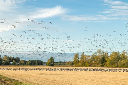 A big flock of barnacle gooses is sitting on a field and flying above it.の写真素材