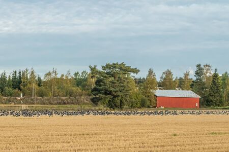 A big flock of barnacle gooses is sitting on a field. Birds are preparing to migrate south.の写真素材