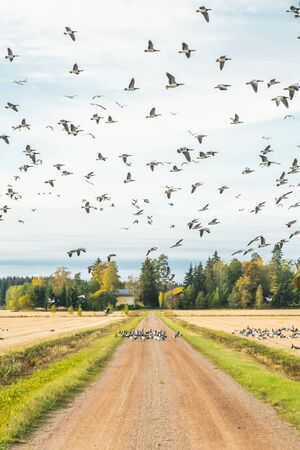 A big flock of barnacle gooses is sitting on a field and flying above it.
