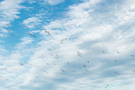 A big flock of barnacle gooses is flying in the sky. Birds are preparing to migrate south.