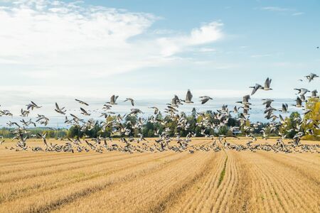 A big flock of barnacle gooses is sitting on a field and flying above it.の写真素材