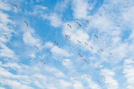 A big flock of barnacle gooses is flying in the sky. Birds are preparing to migrate south.の写真素材