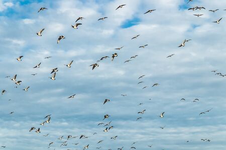 A big flock of barnacle gooses is flying in the sky. Birds are preparing to migrate south.の写真素材