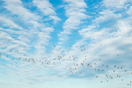 A big flock of barnacle gooses is flying in the sky. Birds are preparing to migrate south.の写真素材