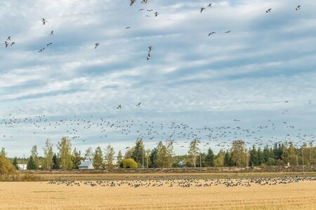 A big flock of barnacle gooses is sitting on a field and flying above it. Birds are preparing to migrate south.の写真素材