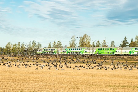 Kouvola, Finland - 25 September 2019: A big flock of barnacle gooses is sitting on a field and...