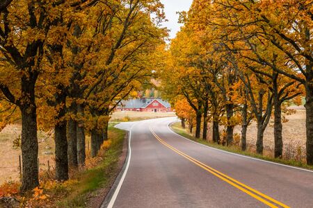 View of road with oak trees alley at autumn