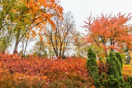 The bright colors in autumn park. Autumn landscape.の写真素材