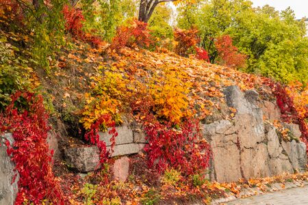 The bright colors in autumn park. Autumn landscape.の写真素材