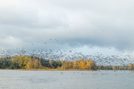 A big flock of barnacle gooses is taking off from the river Kymijoki. Birds are preparing to migrate south.の写真素材