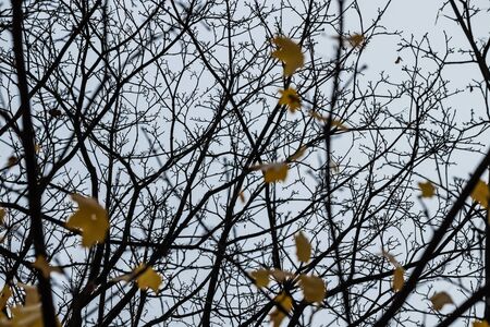 Tree branches silhouette on an autumn sky backgroundの写真素材