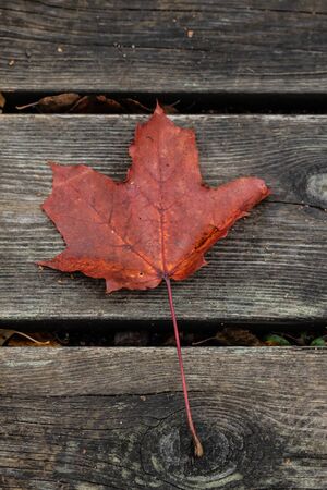 Beautiful autumn background with red maple leaf on old wooden board.の写真素材