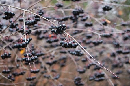 Branch with berries of chokeberry in late autumn.の写真素材