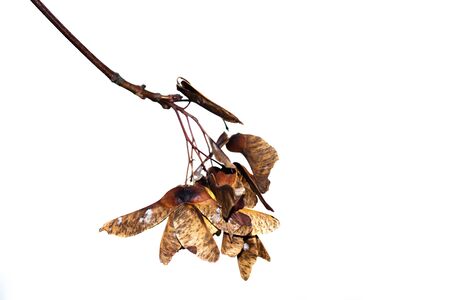 Autumn. Ripe seeds on a maple tree branch.の写真素材