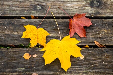 Beautiful autumn background with three maple leaves on old wooden board.