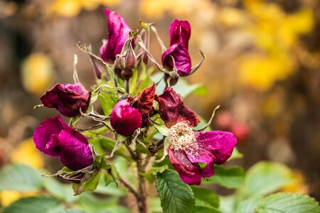 Rosa rugosa wilted flowers in late autumnの写真素材