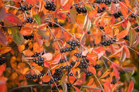 Branches with black berries and red leaves of chokeberry in autumn.の写真素材