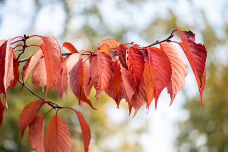 Red leaves on branch at sunny autumn day