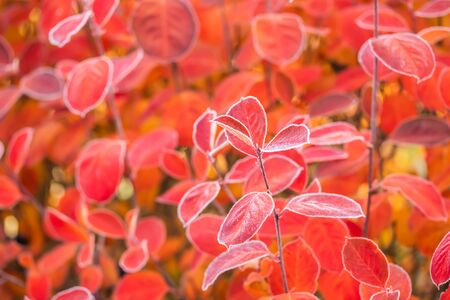 Beautiful red aronia leaves with a frosty edge.の写真素材
