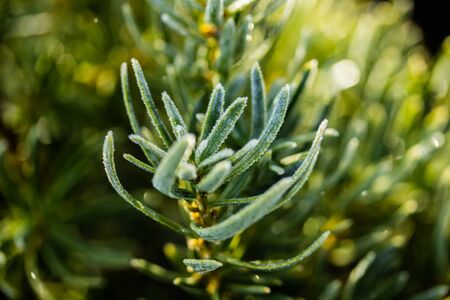 Coniferous tree needles with hoarfrost at autumn. Bokeh effect.