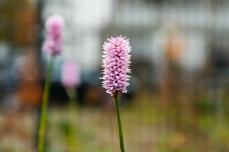 European bistort close up macro with blurred background, autumnの写真素材
