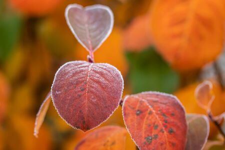 Beautiful red aronia leaves with a frosty edge.の写真素材