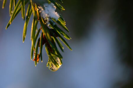 Coniferous forest at winter sunrise. Spruce branches with water drop. Bokeh effect.