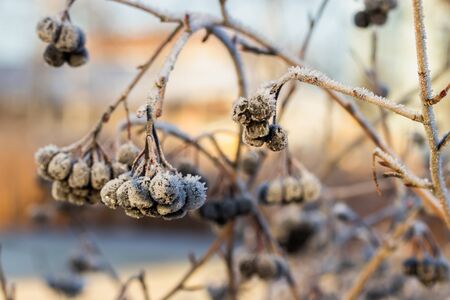 Chokeberry covered with hoarfrost at winter sunny day.