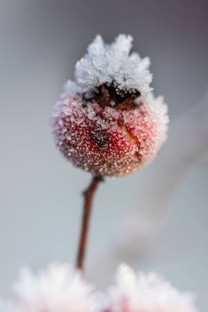 Hawthorn berries covered with hoarfrost at winter sunny day.の写真素材