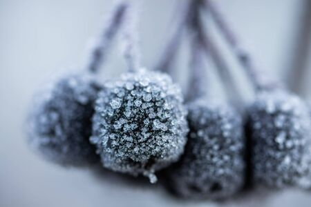 Chokeberry covered with hoarfrost at winter sunny day.の写真素材