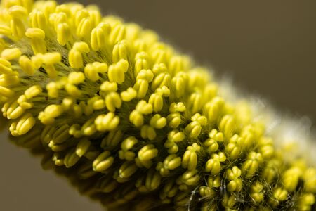 Willow - Salix caprea - buds blossoming in spring, Finlandの写真素材